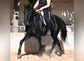 Menorquín, Caballo castrado, 9 años, 159 cm, Negro