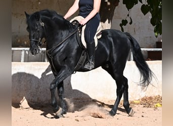 Menorquín, Caballo castrado, 9 años, 159 cm, Negro