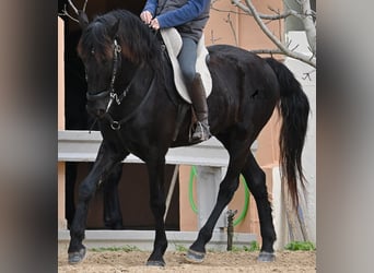 Menorquín, Caballo castrado, 9 años, 165 cm, Negro