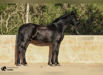 Menorquin, Gelding, 14 years, 15.2 hh, Black