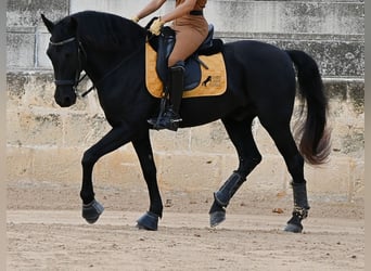 Menorquin, Gelding, 14 years, Black