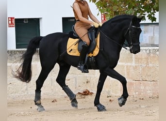 Menorquin, Gelding, 14 years, Black