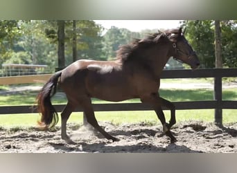 Menorquin, Gelding, 2 years, 16 hh, Black