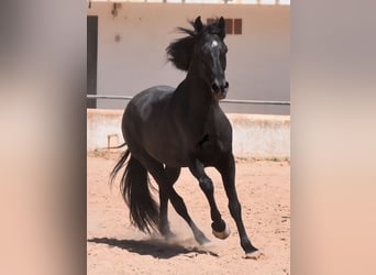 Menorquin, Gelding, 4 years, 15,2 hh, Black