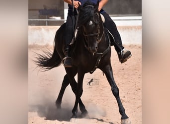 Menorquin, Gelding, 4 years, 15,2 hh, Black