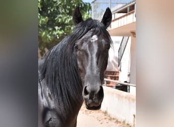 Menorquin, Gelding, 4 years, 15.2 hh, Black