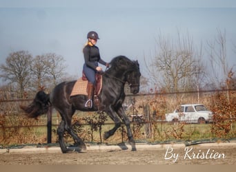 Menorquin, Gelding, 5 years, 16.2 hh, Black