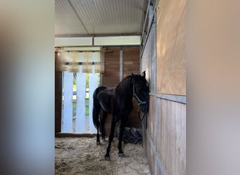 Menorquin, Gelding, 6 years, 14,1 hh, Black