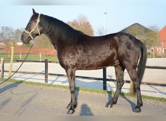 Menorquin, Gelding, 6 years, 16 hh, Black