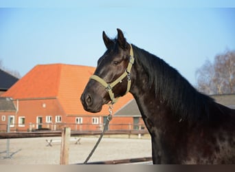 Menorquin, Gelding, 6 years, 16 hh, Black