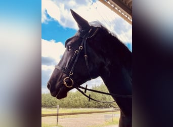 Menorquin, Gelding, 8 years, 16.3 hh, Black