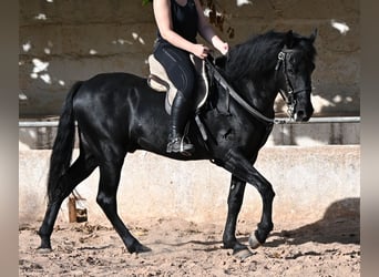 Menorquin, Gelding, 9 years, 15.2 hh, Black