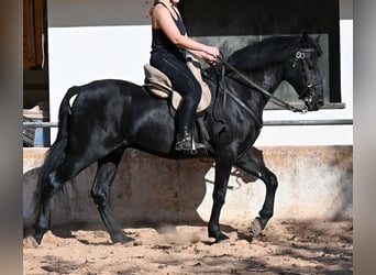 Menorquin, Gelding, 9 years, 15.2 hh, Black