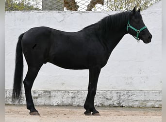 Menorquin, Gelding, 9 years, 15,2 hh, Black