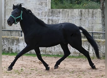 Menorquin, Gelding, 9 years, 15,2 hh, Black
