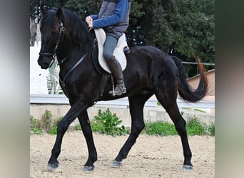Menorquin, Gelding, 9 years, 16 hh, Black