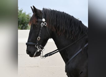 Menorquin, Gelding, 9 years, 16 hh