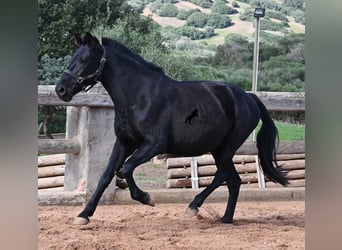 Menorquin, Klacz, 10 lat, 156 cm, Kara