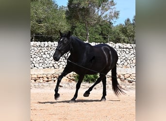 Menorquin, Klacz, 11 lat, 156 cm