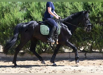 Menorquin, Klacz, 12 lat, 158 cm, Kara