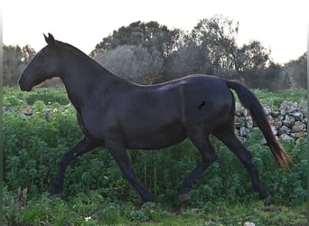 Menorquin, Klacz, 19 lat, 160 cm, Kara