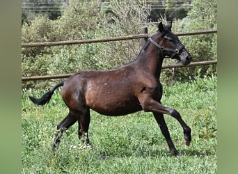 Menorquin, Klacz, 1 Rok, 156 cm, Kara