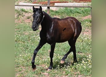 Menorquin, Klacz, 1 Rok, 156 cm, Kara