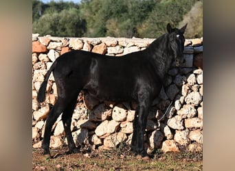 Menorquin, Klacz, 1 Rok, 160 cm, Kara