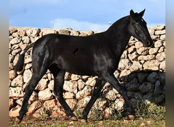 Menorquin, Klacz, 1 Rok, 160 cm, Kara