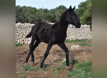 Menorquin, Klacz, 1 Rok, 165 cm, Kara