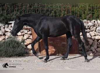 Menorquin, Klacz, 2 lat, 150 cm, Kara