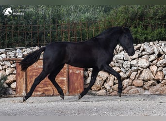 Menorquin, Klacz, 2 lat, 150 cm, Kara