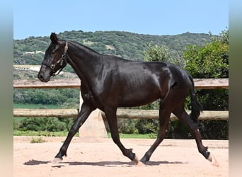 Menorquin, Klacz, 2 lat, 156 cm, Kara