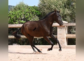 Menorquin, Klacz, 2 lat, 157 cm, Kara