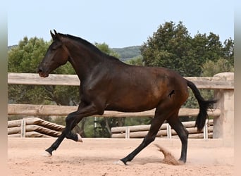 Menorquin, Klacz, 2 lat, 157 cm, Kara