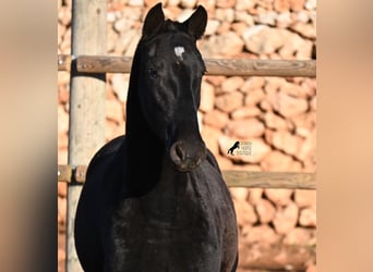 Menorquin, Klacz, 2 lat, 160 cm, Kara