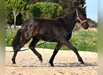 Menorquin, Klacz, 2 lat, 161 cm, Kara