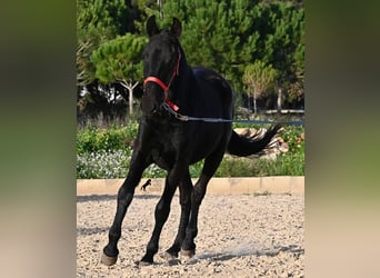 Menorquin, Klacz, 2 lat, 161 cm, Kara