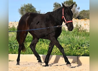 Menorquin, Klacz, 2 lat, 161 cm, Kara