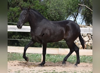 Menorquin, Klacz, 2 lat, 163 cm, Kara