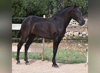 Menorquin, Klacz, 2 lat, 163 cm, Kara