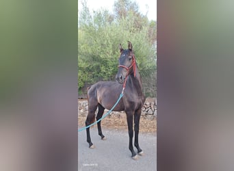 Menorquin, Klacz, 2 lat, 165 cm, Kara