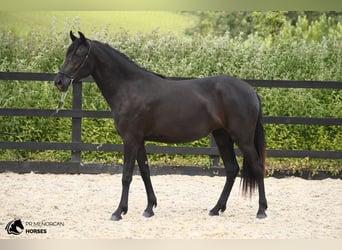 Menorquin, Klacz, 3 lat, 156 cm, Kara