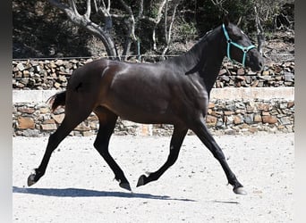 Menorquin, Klacz, 3 lat, 158 cm, Kara