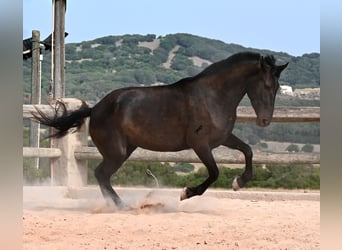 Menorquin, Klacz, 3 lat, 166 cm, Kara