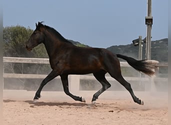 Menorquin, Klacz, 3 lat, 166 cm, Kara