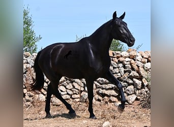Menorquin, Klacz, 3 lat, 166 cm, Kara