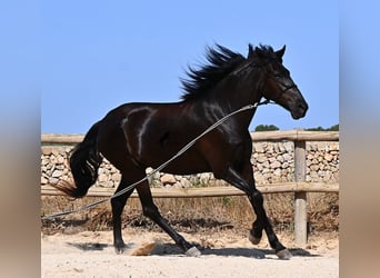 Menorquin, Klacz, 4 lat, 161 cm, Kara