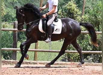 Menorquin, Klacz, 4 lat, 165 cm, Kara