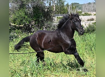 Menorquin, Klacz, 5 lat, 167 cm, Kara